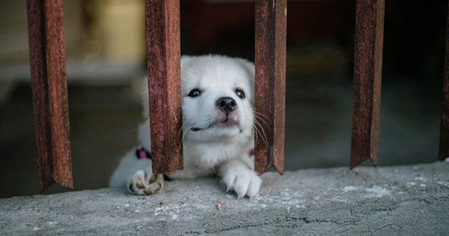 Banning Pet Store Puppies and How Vets Can Help